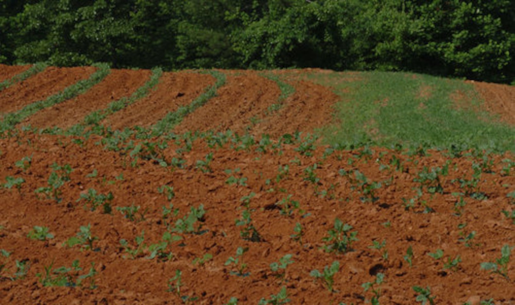 Protecting Cobb County's Hyde Farm