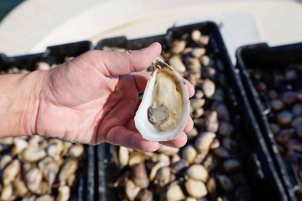 Chris Hathcock displays a freshly harvested, healthy oyster. After collaborating with Laura Solomon to complete the crop, they are now ready to take the next step: transporting the oysters to the mainland and preparing them for distribution. 
(Miguel Martinez / AJC)