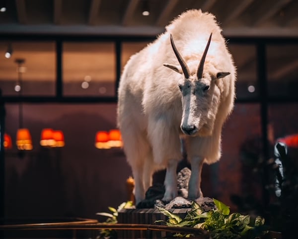 A taxidermic mountain goat overlooks the dining room at Alpine-inspired Avize. Courtesy of Avize