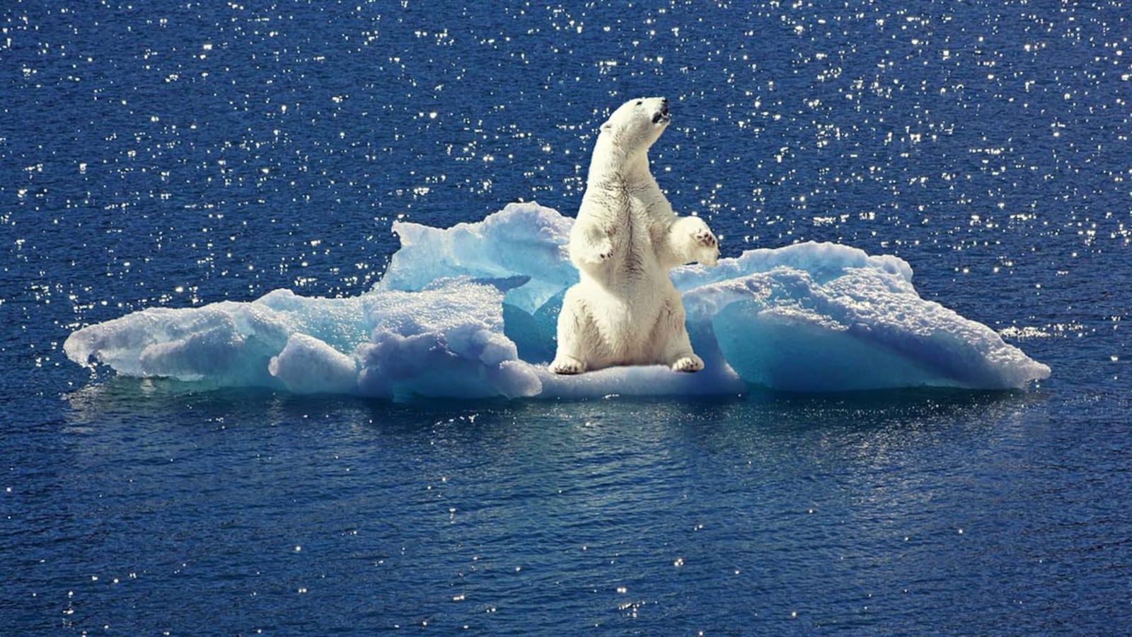 Polar bears depend on sea ice for hunting. As the warming planet reduces the amount of annual sea ice, the polar bears' long term survival is in jeopardy.