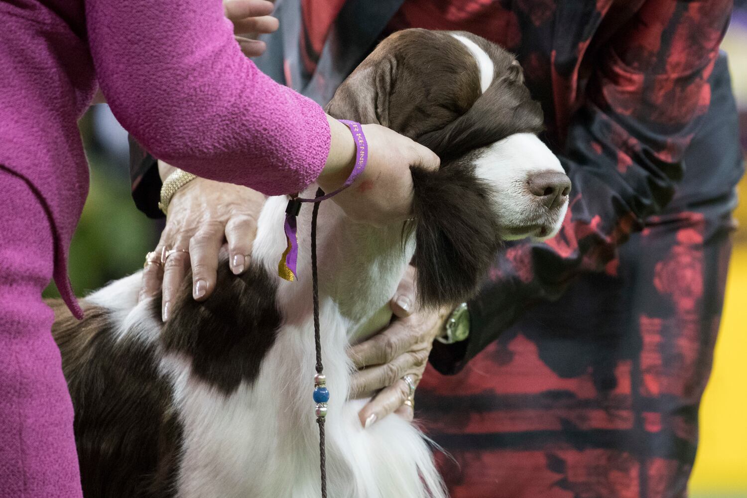 Photos: Westminster Dog Show 2018: Bichon frisé Flynn crowned best in show