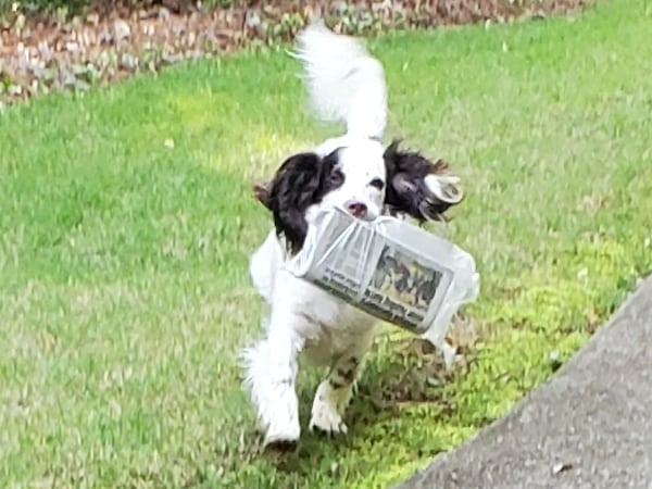 Arlo is the English cocker spaniel of WSB Radio's Scott Slade, seen here fetching the AJC. Good dog,  Arlo! (Courtesy photo)