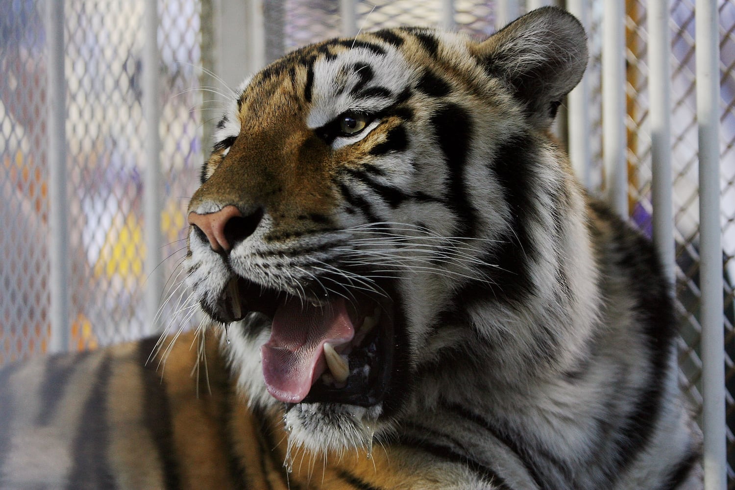 LSU's tiger