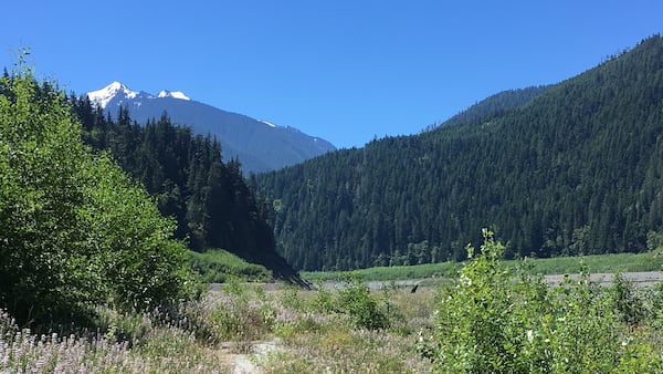 The Elwha River pours through the former Glines Canyon Dam site. View is to the south, toward the glaciered Olympic Mountains, the river's source.
(Doug MacDonald/Seattle Times/TNS)