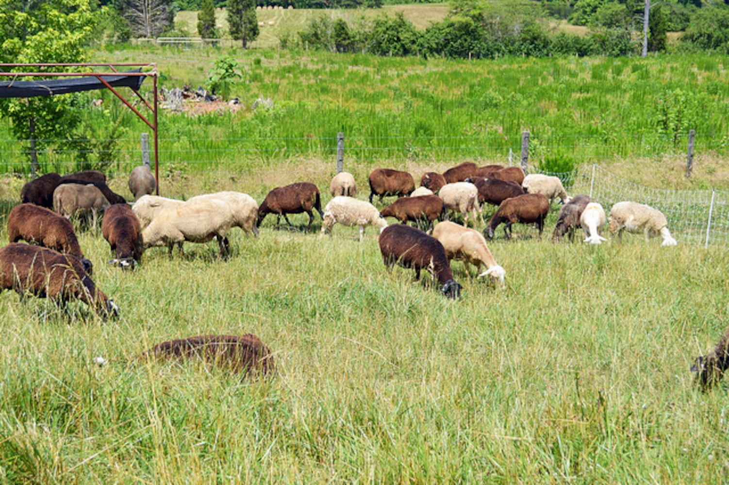 Taking a tour of Many Fold Farm