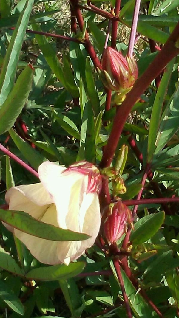 Hibiscus sabdariffa is the edible hibiscus, also called sorrel and a host of other names. It’s a member of the family that produces cotton and okra, and its dark burgundy calyxes are what Pride Road uses for its products. CONTRIBUTED BY PRIDE ROAD