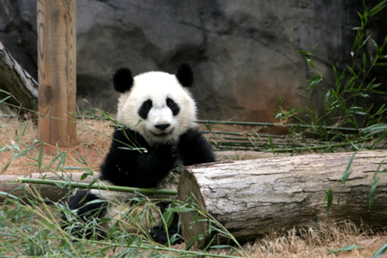 Favorite photos of the pandas