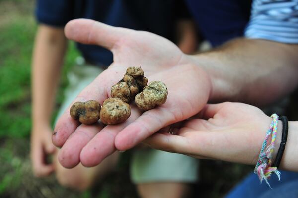  Pecan truffles are relatives of European white truffles and are found in the root area of pecan trees. (Photo credit: Todd Stone Photography)