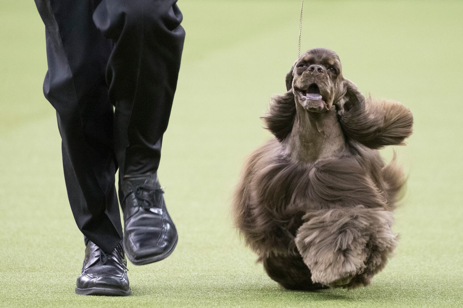 Photos: Westminster Dog Show 2018: Bichon frisé Flynn crowned best in show