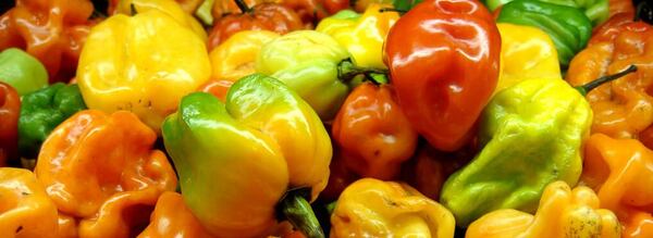 The Jamaican Scotch Bonnet may come from the Caribbean, but the spicy pepper gets its name from the traditional Scottish tam o’ shanter hat.