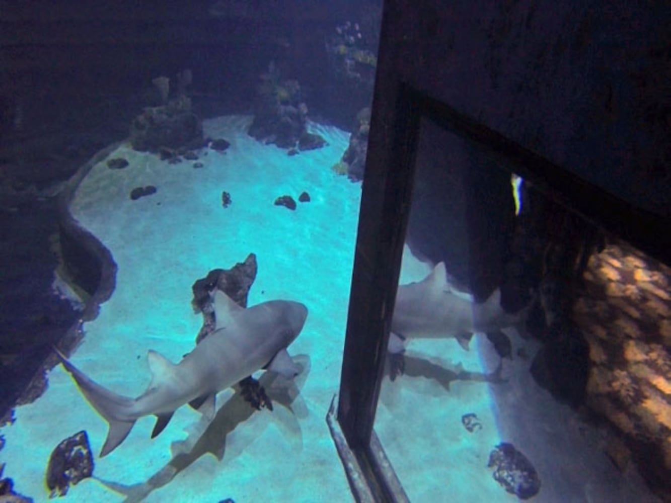 Eye-To-Eye With Sharks At Point Defiance Zoo & Aquarium