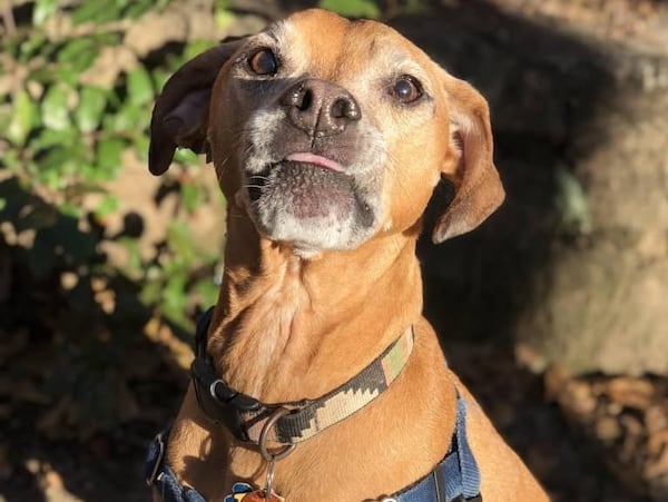 Huey, whose human is a state Senate staffer, enjoys peanut butter and Piedmont Park. (Courtesy photo)