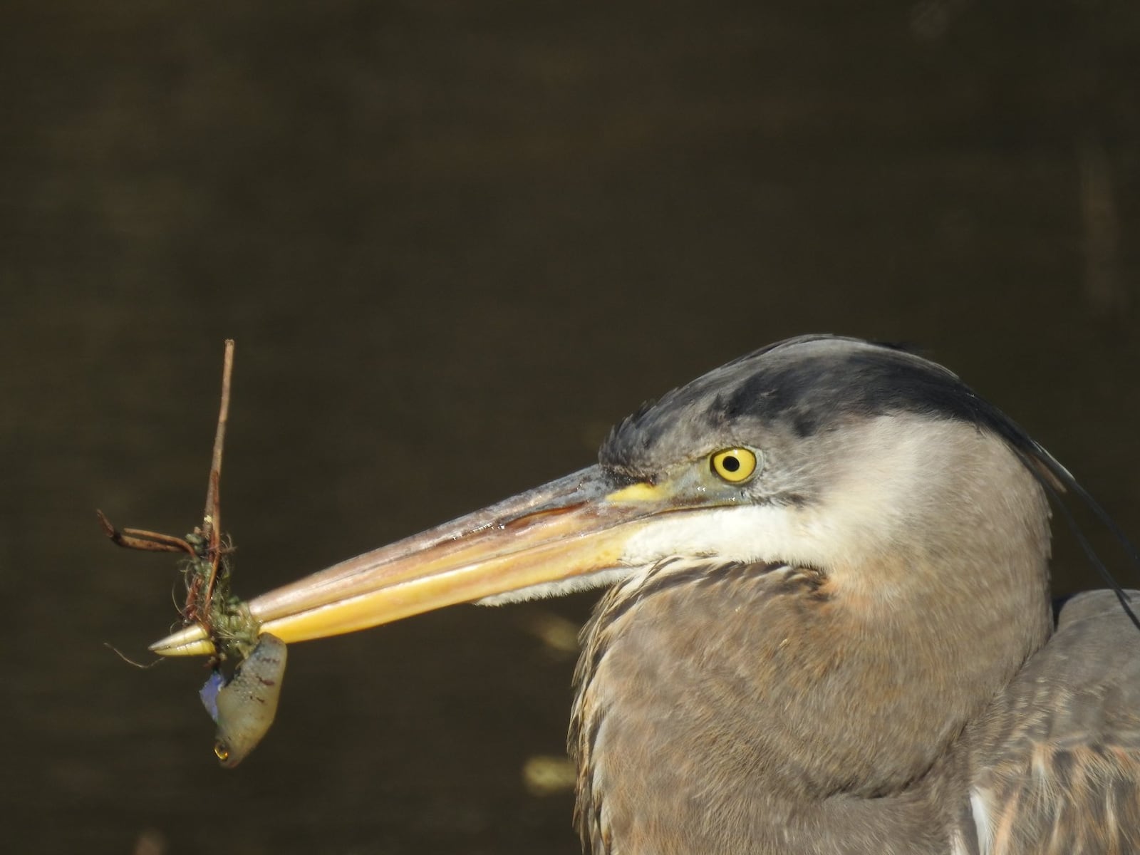 Closeup photos showed the dire situation the bird was in. (Photo: Courtesy of Lessie Stahlman)