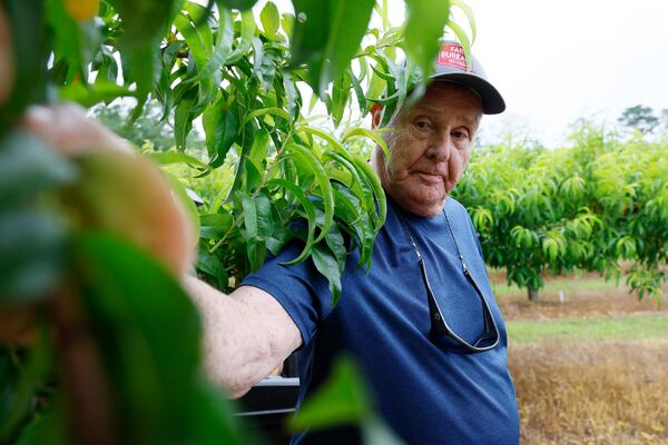 Jim Markley, the owner of CJ Orchards Farm, observes and holds a single fortunate peach that managed to endure the warm winter temperatures and a March freeze. 
Miguel Martinez /miguel.martinezjimenez@ajc.com
