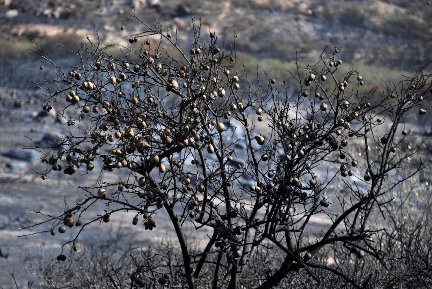 Photos: California wildfires kill dozens, destroy entire town