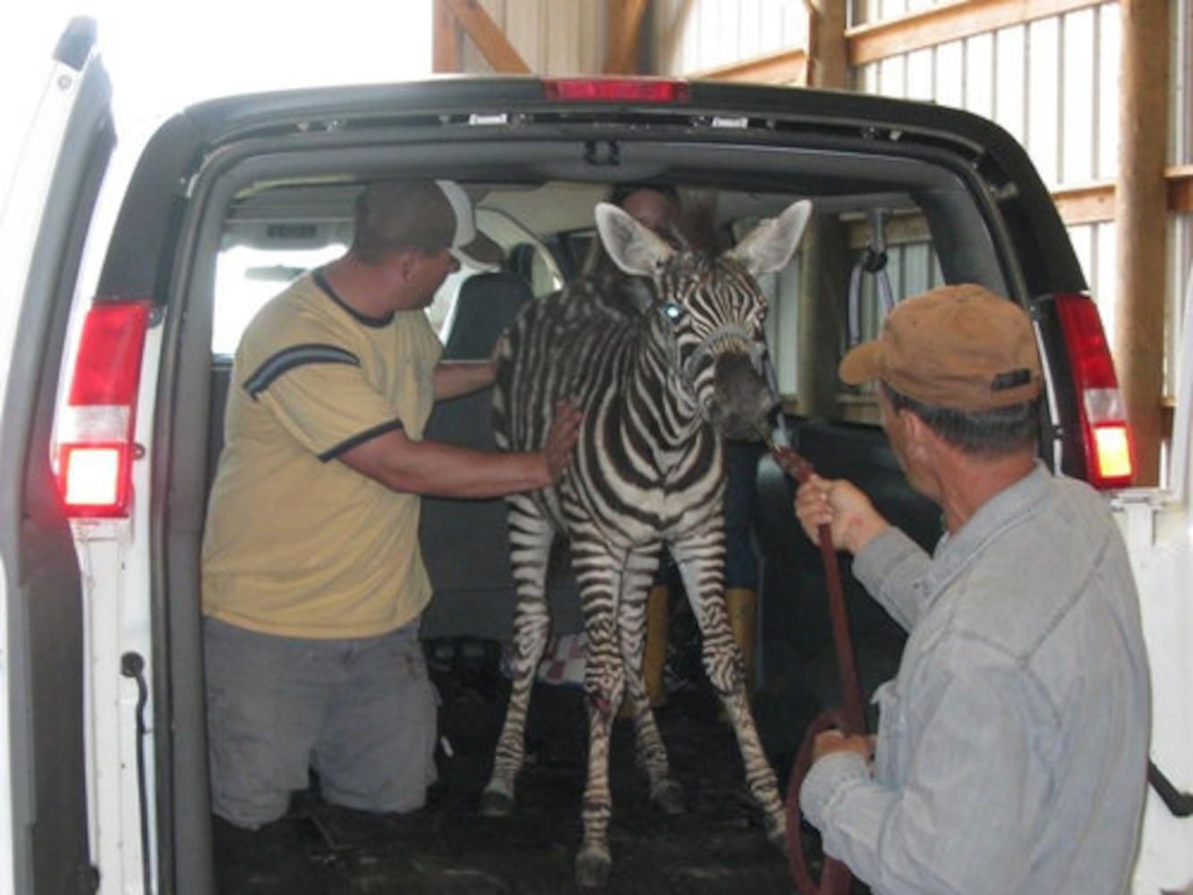 Evidence the zebra settles into his new home