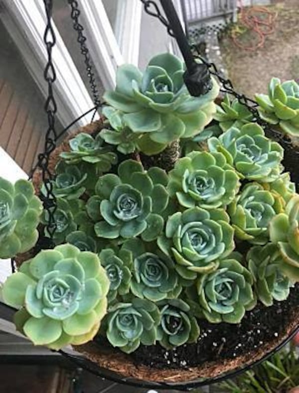 When you first start to learn how to care for succulents, choose an easy-grow, easy-divide variety.