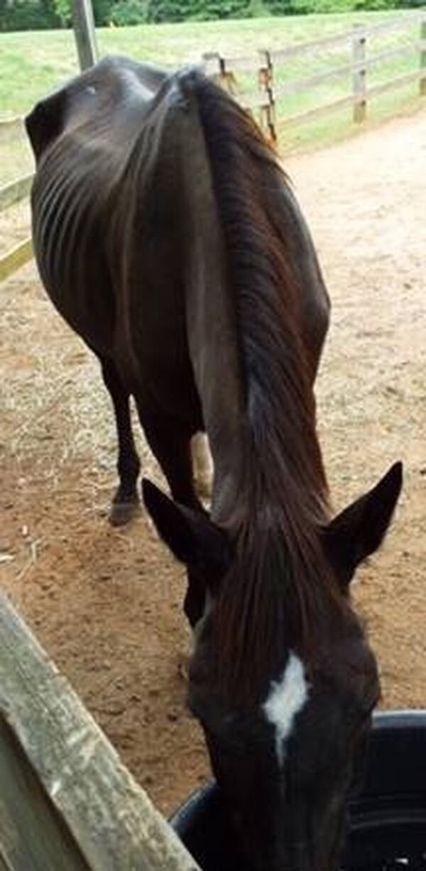 Bella Luna looked like a walking skeleton before Walt Knapp and students at High Meadows School in Roswell nursed the thoroughbred back to health. CONTRIBUTED