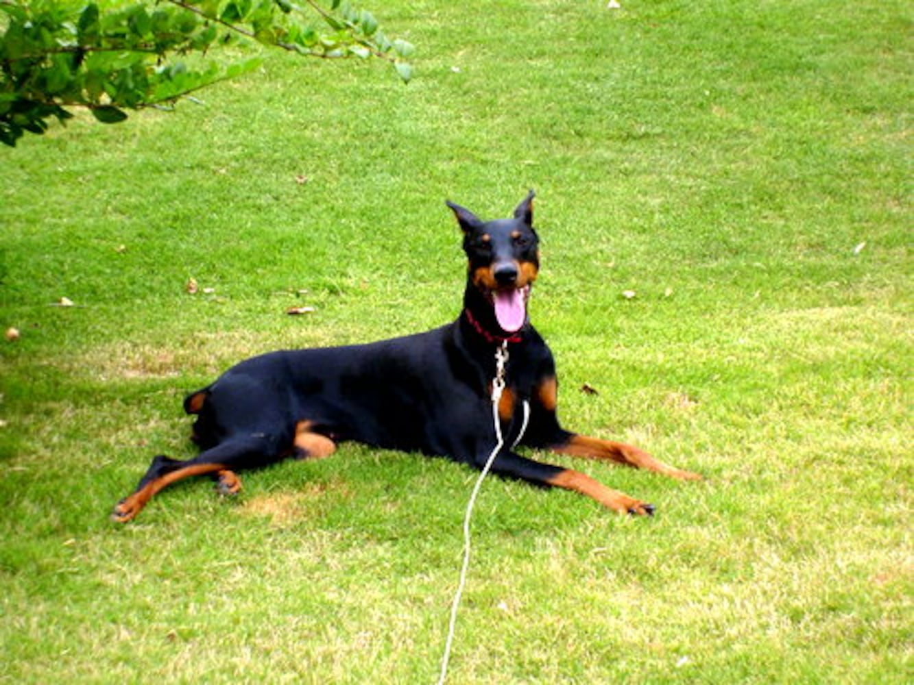 Atlanta's Top Dogs: 9. Dobermans