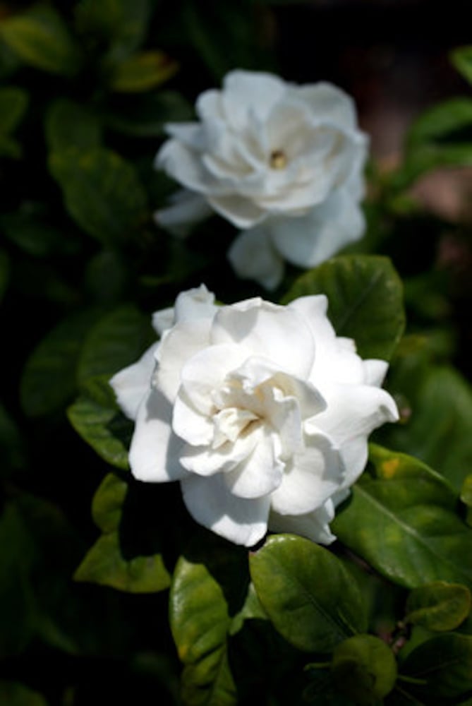 Gardenias add grace to Southern gardens