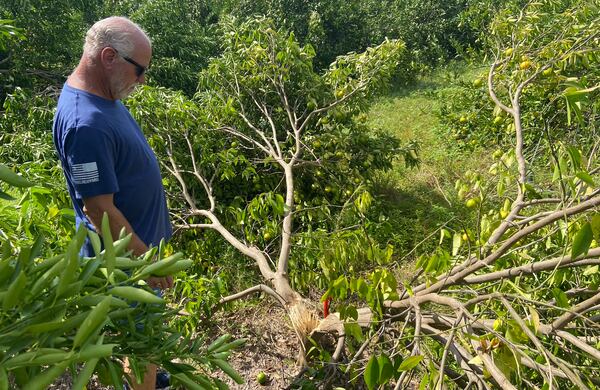 Rick Griffis, an Echols County citrus farmer, found many of his trees had split due to Hurricane Helene's ripping winds. He toured his storm-ravaged property Oct. 2, 2024.