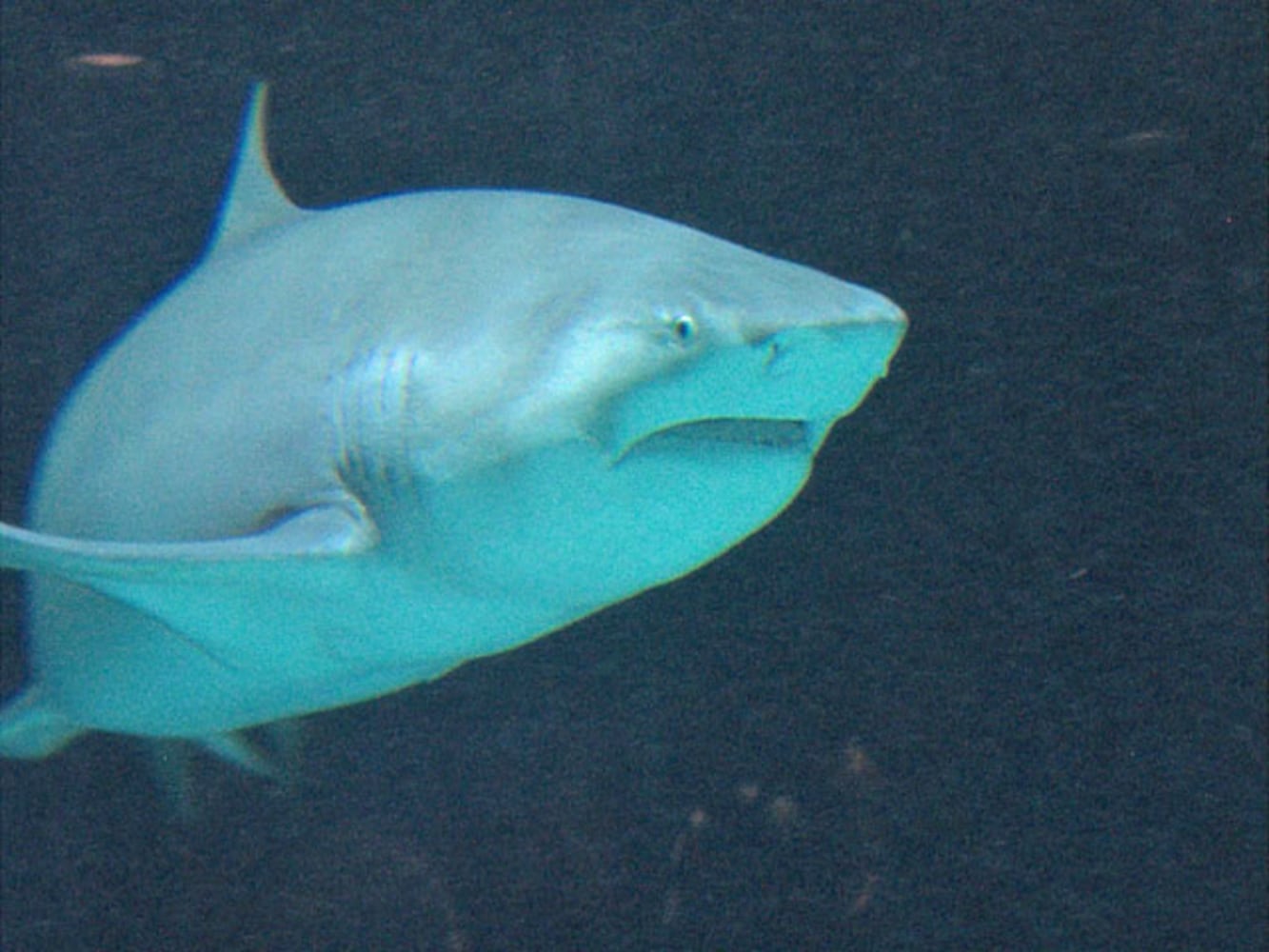 Eye-To-Eye With Sharks At Point Defiance Zoo & Aquarium