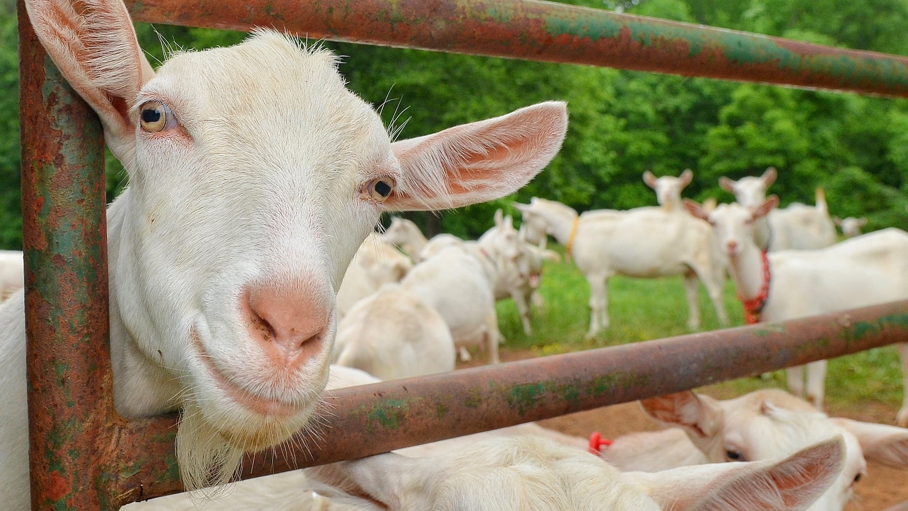 Making goat cheese at Decimal Place Farm