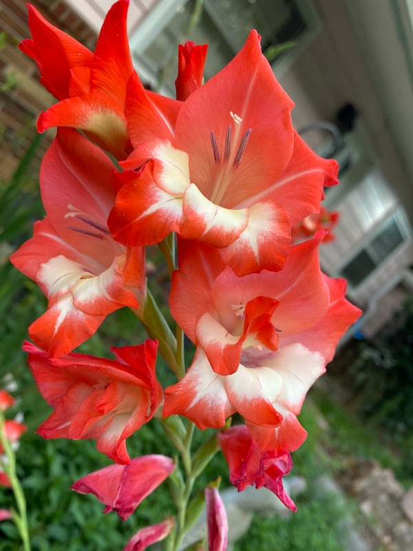 Freshly planted flowers and greenery are the epitome of spring. AJC FILE