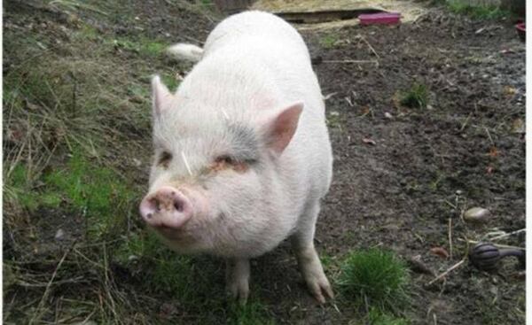 Molly, the pet pot-bellied pig, was 3 years old when she was adopted from a rescue shelter in British Columbia in January, then killed and eaten by her new owners a few weeks later. They told news outlets that she didn’t get along with the family dog and tried to break a glass door.