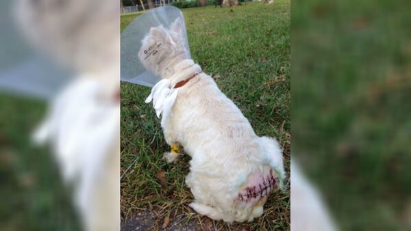 Stitches on John Thall's 11-year-old West Highland White Terrier, Capone, after a gator attack.