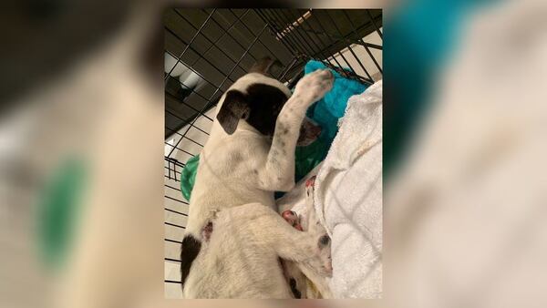 Elle Heaton said the 13-week-old dog was likely thrown from a moving vehicle after being abused for weeks.