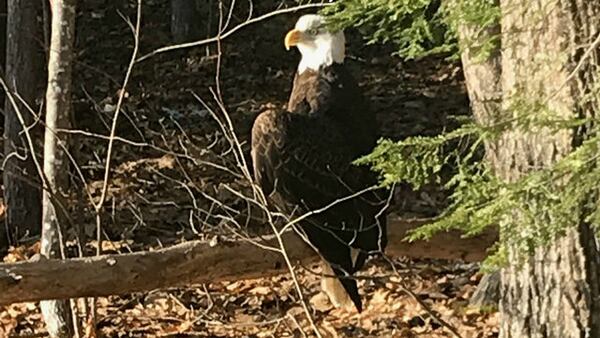 A photograph of the bald eagle that was shot in Waterford, Maine. The photo was taken after the injured bird was discovered. The eagle died at Avian Haven in Freedom, Maine.