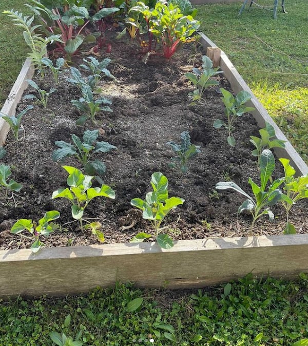 In this garden bed at Burgess-Peterson Academy students and volunteers grow food as part of the Project Giving Gardens campaign. Courtesy of Project Giving Gardens