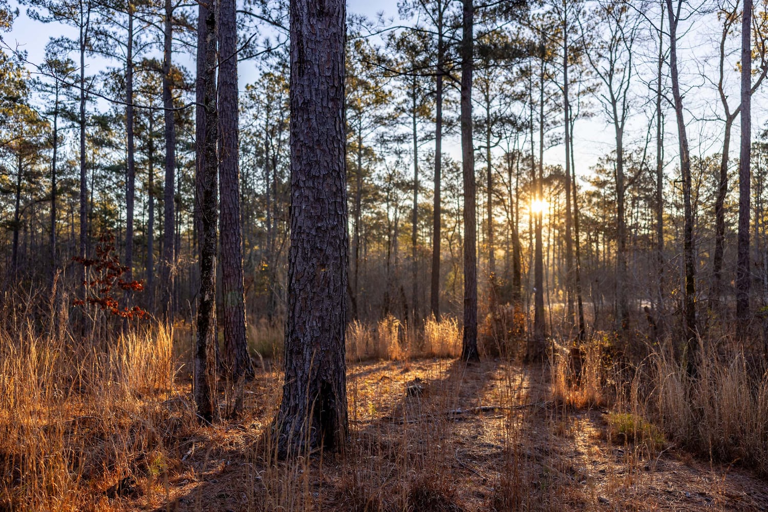 West Georgia hunting property