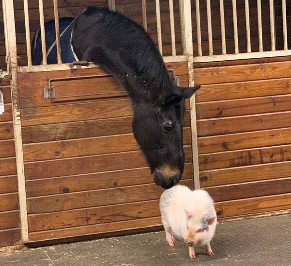 Bling Bling sniffs a pig at Flyover Farms in Conyers. (Photo: Flyover Farms)