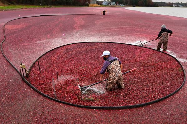 Workers adjust floating booms while wet harvesting cranberries at Rocky Meadow Bog, Friday, Nov. 1, 2024, in Middleborough, Mass. (AP Photo/Charles Krupa)