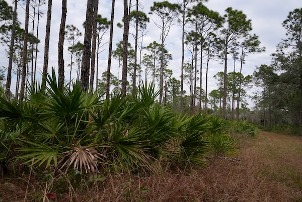 A pine flatwoods habitat is shown during a Sierra Club tour of Florida panther country at the CREW Wildlife and Environmental Area in Southwest Florida, Wednesday, Jan. 15, 2025. (AP Photo/Lynne Sladky)