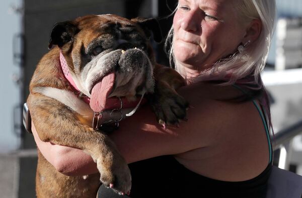 Zsa Zsa, an English Bulldog, is carried by owner Megan Brainard during the World's Ugliest Dog Contest at the Sonoma-Marin Fair in Petaluma, Calif., Saturday, June 23, 2018. Zsa Zsa won the contest.