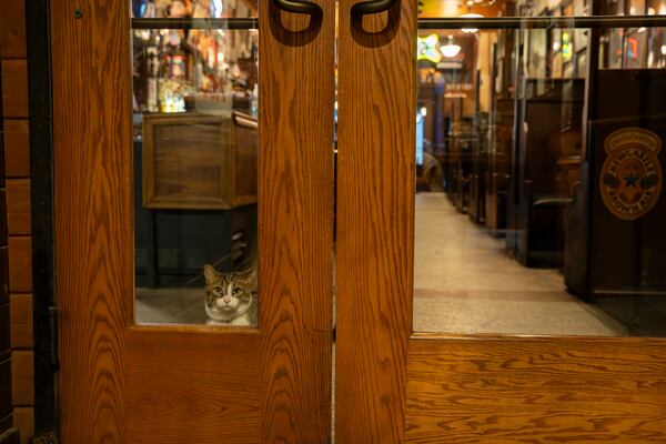 Archer enjoys the special treatment at Manuel's, where the owners have named him the honorary parking lot attendant, although he'd rather keep watch from inside.