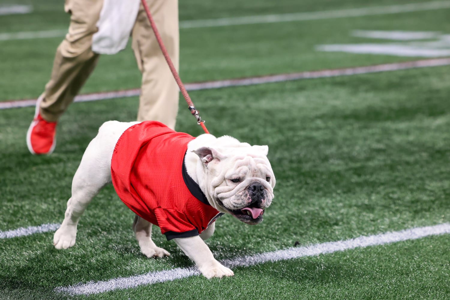 Georgia Bulldogs mascot Uga surveys the football field during the SEC Championship football game at the Mercedes-Benz Stadium in Atlanta, on Saturday, December 2, 2023. (Jason Getz / Jason.Getz@ajc.com)