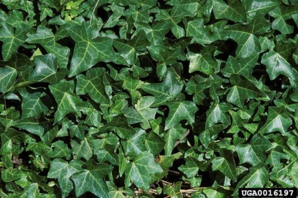 English ivy