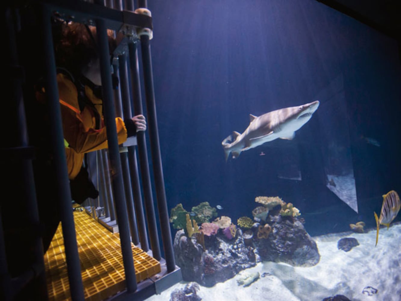 Eye-To-Eye With Sharks At Point Defiance Zoo & Aquarium