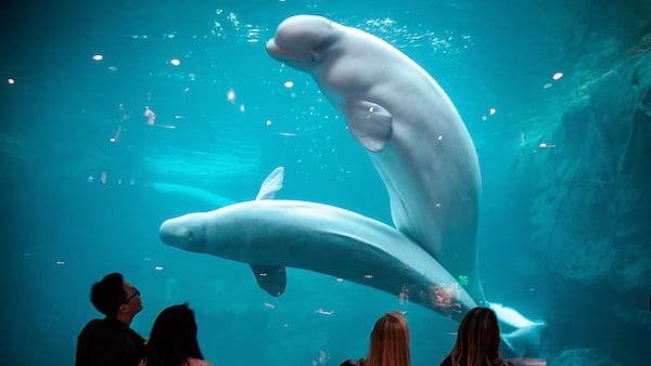 The beluga whales at the Georgia Aquarium.