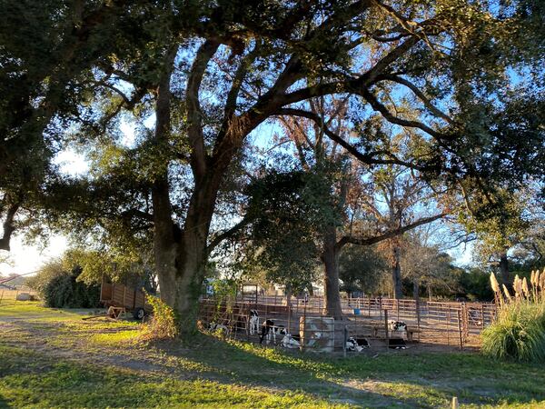 Cows rest in the waning afternoon sun in Hopeful, Ga. (JOSHUA SHARPE/joshua.sharpe@ajc.com)