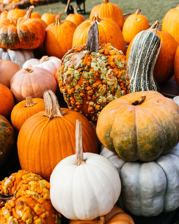 Head to Ponce Market to visit their free pumpkin patch, take vibrant photos or purchase pumpkins to take homme.
(Courtesy of Jamestown)