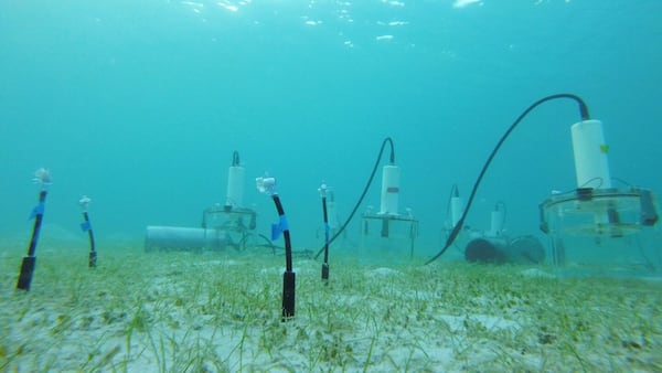 Seagrass beds are already carbon-storing powerhouses. This research aims to study the impacts of boosting their ability to absorb carbon dioxide. (Courtesy of Tyler Cyronak)