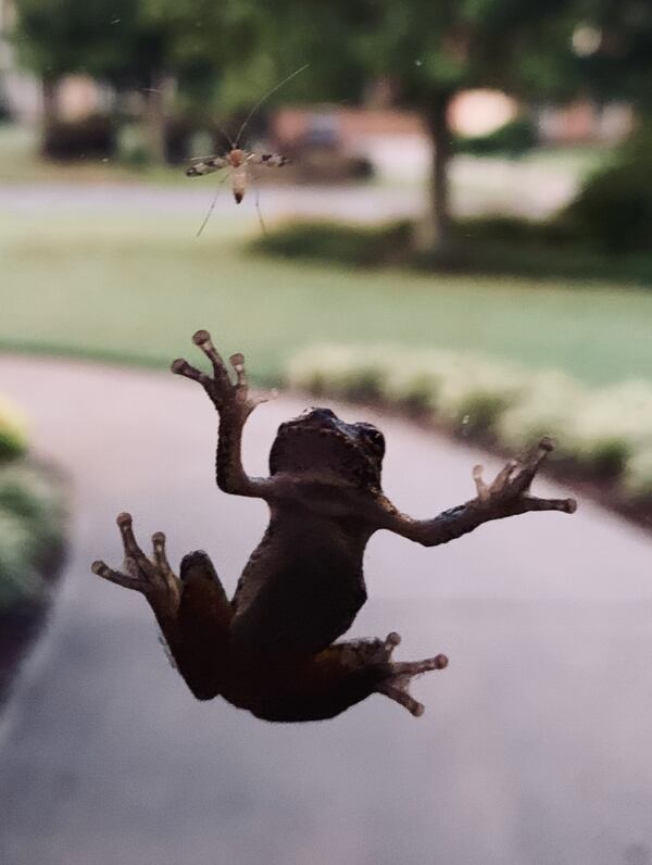 "Caught these guys hanging out on the front door window this past summer," wrote Keith Opland.