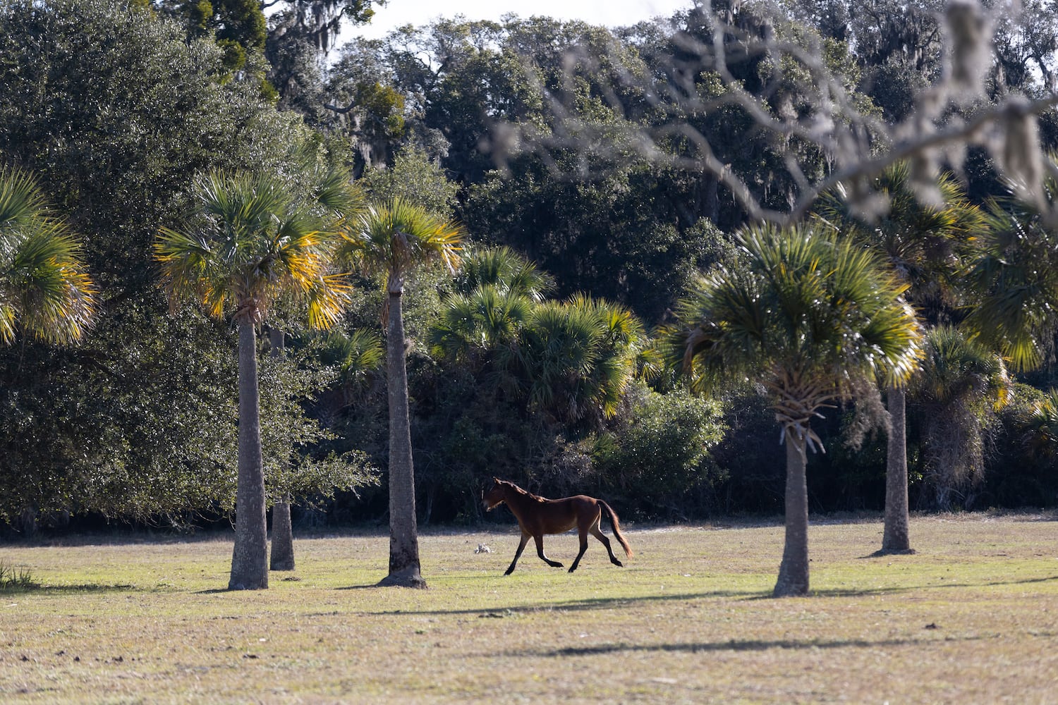 A NEW VISITOR PLAN THAT'S BEEN PROPOSED FOR THE CUMBERLAND ISLAND NATIONAL SEASHORE