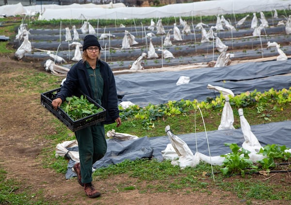 Alexis Haggerty carries freshly harvested vegetables at the Good Samaritan Health Center in Atlanta. Part of the farmers’ job is figuring out what types of produce customers want by tracking how much produce is sold. CONTRIBUTED BY PHIL SKINNER