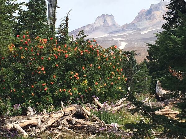 Leslie Gerber of Atlanta took this picture of Mt. Hood in Oregon while hiking along a part of the Pacific Crest Trail last September. "A glorious Fall day," she wrote.